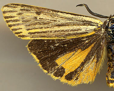 Spiris bipunctata / 
male