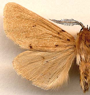 Eudiaphora turensis / 
male