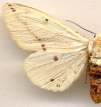 Spilarctia seriatopunctata / 
female