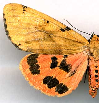 Rhyparioides nebulosa / 
female