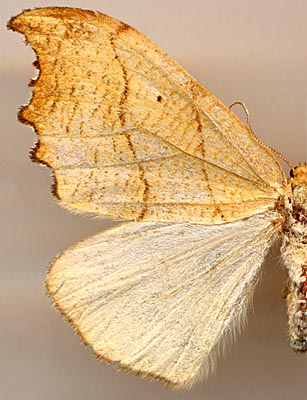 Falcaria lacertinaria /
female