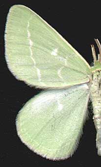 Thetidia smaragdaria mongolica /

