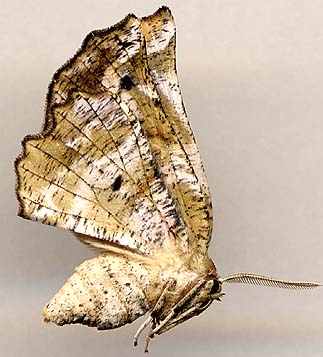 Apeira syringaria /
female