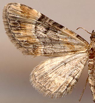 Eupithecia linariata /

