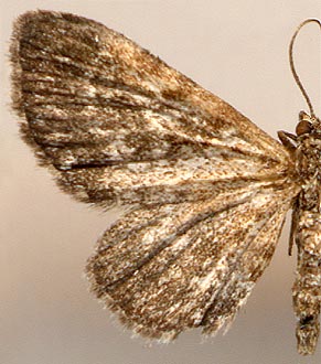 Eupithecia pygmaeata /
