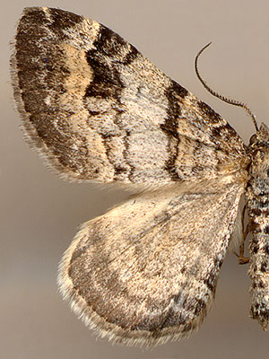 Xanthorhoe abrasaria /
male