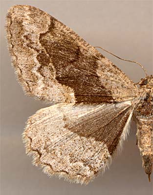 Alcis bastelbergeri sachalinensis /
female