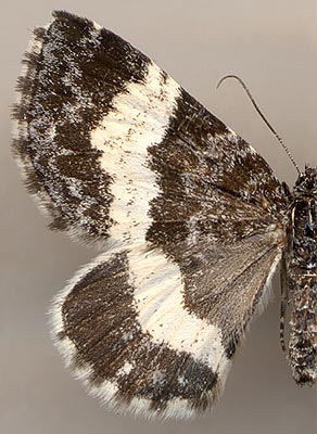 Spargania luctuata borealis /
female