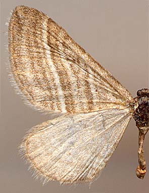Phibalapteryx virgata /
