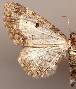 Eupithecia succenturiata /
