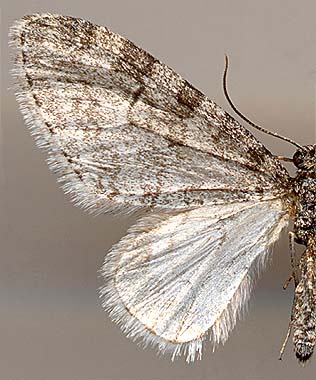 Trichopteryx carpinata /
male