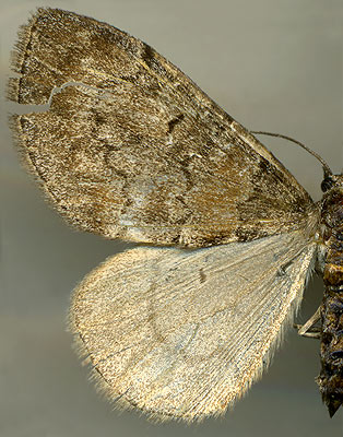 Glaucorhoe unduliferaria albostrigaria /
