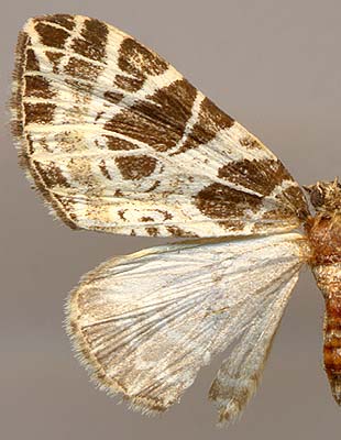 Eustroma reticulata chosensicola /
female