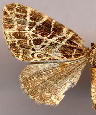 Eustroma reticulata chosensicola /
male