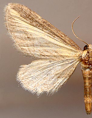 Eupithecia biornata /
