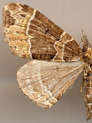 Ecliptopera umbrosaria phaedropa /
female