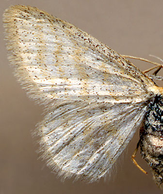 Idaea pallidata /
female