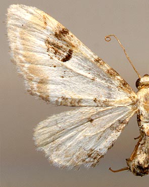 Eupithecia centaureata centralisata /
