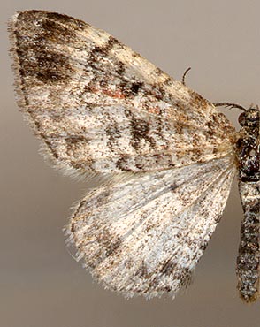 Xanthorhoe spadicearia /
male