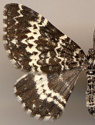Rheumaptera subhastata /
