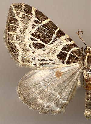 Eustroma reticulata /
male