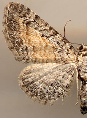 Eupithecia icterata /
