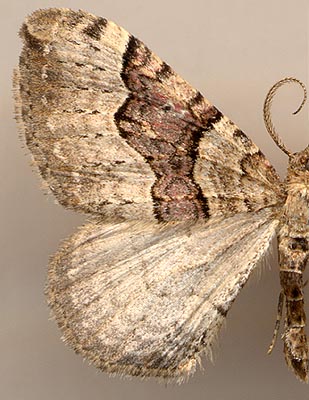 Xanthorhoe decoloraria /
male