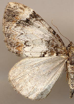 Dysstroma truncata transbaicalensis /
 
