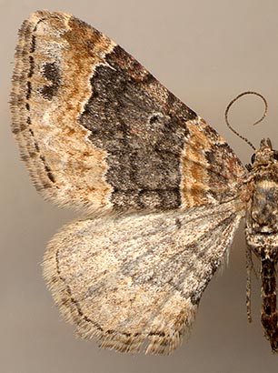Xanthorhoe ferrugata /
female