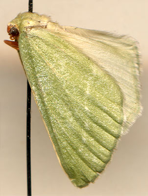 Dyschloropsis impararia /
female