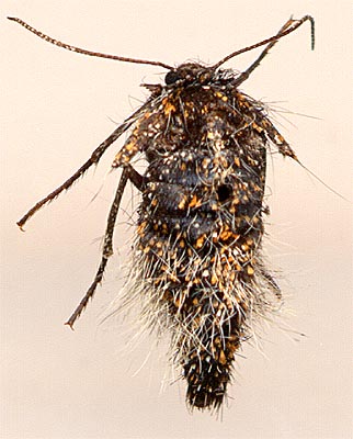 Lycia pomonaria /
female