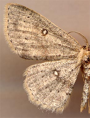 Cyclophora albipunctata /
male