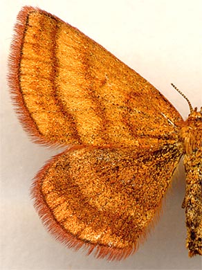 Holarctias rufinaria /
female