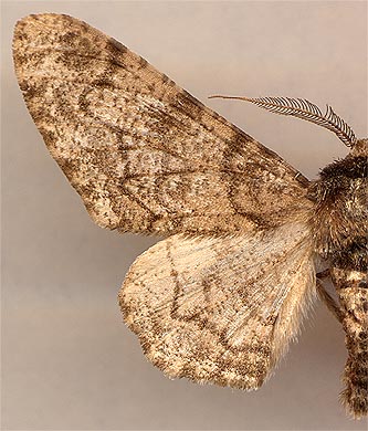 Biston betularia /
male