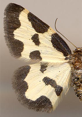 Lomaspilis marginata /
female
