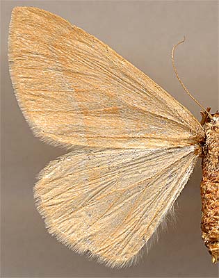 Hylaea fasciaria /
female (red form)