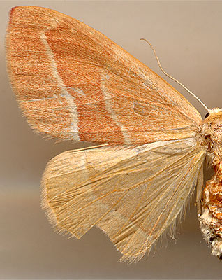 Hylaea fasciaria /
female