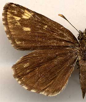 Heteropterus morpheus /
female