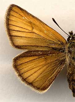 Thymelicus lineola /
female