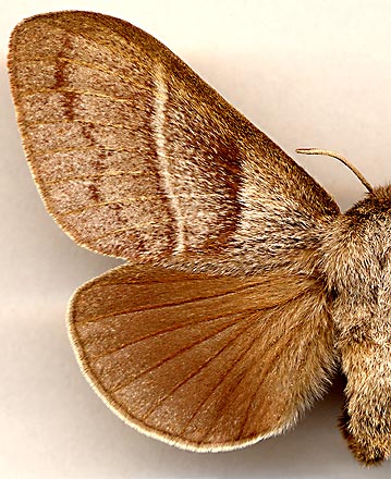 Macrothylacia rubi /
female
