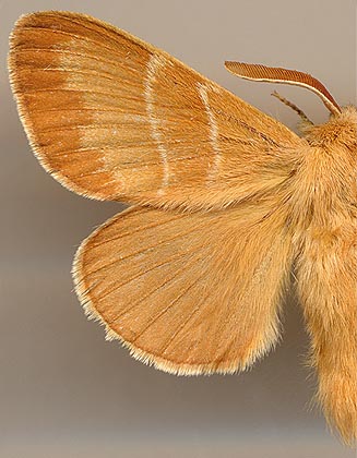 Macrothylacia rubi /
male