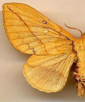 Euthrix potatoria /
female