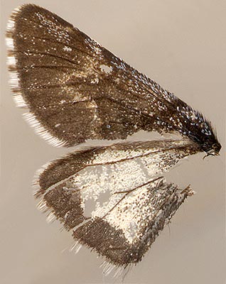 Leucobrephos middendorffi /
male
