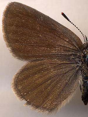 Neolycaena rhymnus //
male