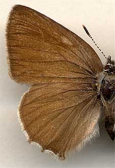 Callophris rubi sibirica // 
male
