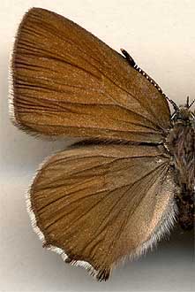 Callophris rubi sibirica // 
female