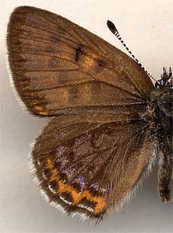Lycaena helle phintonis /
male
