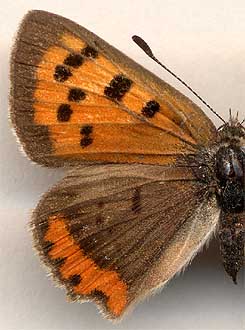 Lycaena phlaeas /
female