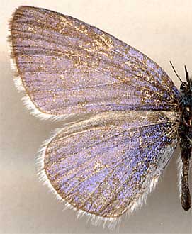 Celastrina argiolus /
male