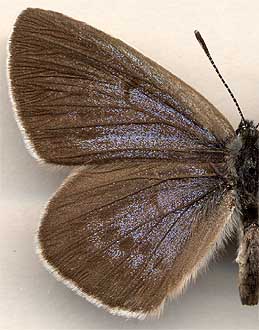 Maculinea teleius obscurata /
female